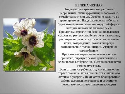 Белена растение доклад