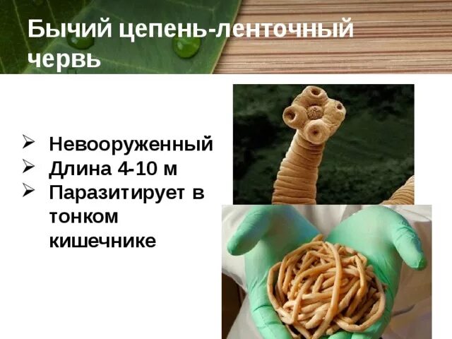 Сколько метров бычий цепень. Сколько метров бычий цепень