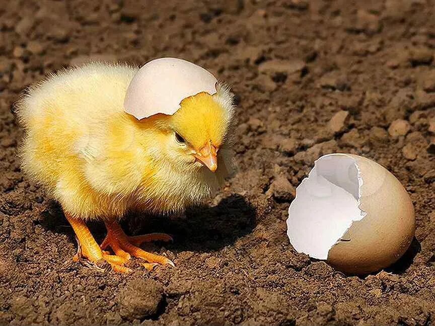 Авиаген Росс 308. Птенец вылупляется из яйца. Цыпленок. Цыпленок вылупляется. Птица вылупляется из яйца