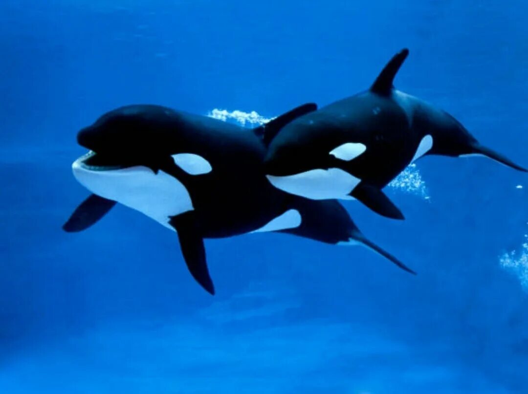 Orca profiles. Карликовая косатка. касатка самка. orca 2.