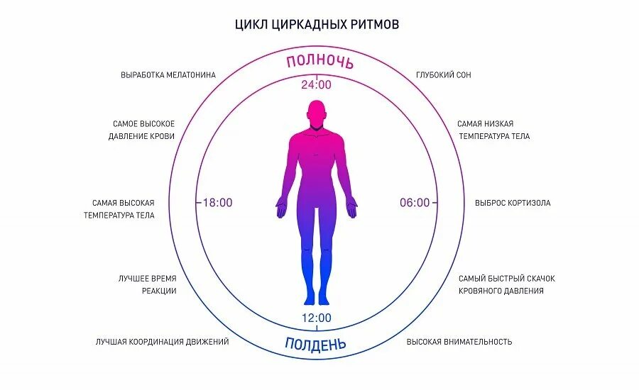 Уровень пробуждения. Циркадные биоритмы человека. Циркадный ритм биологические циклы. Сон биоритмы циркадные ритмы. Суточные ритмы организма.