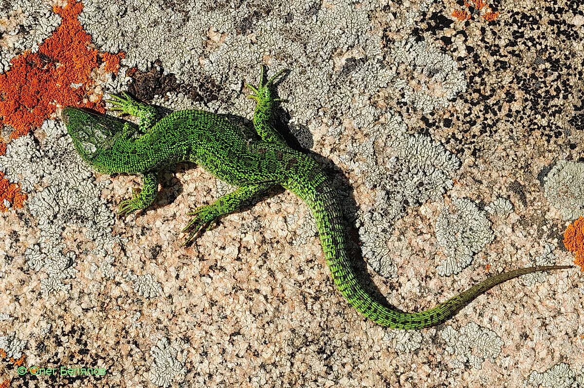 Живот ящерицы. Прыткая ящерица Lacerta Agilis. Ящерица прыткая (Lacerta Agilis Linnaeus). Прыткая ящерица (Lacerta Agilis l.),. Ящерица прыткая, обыкновенная - Lacerta Agilis.