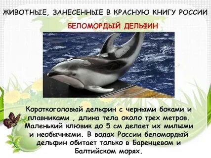 Дельфин из красной книги