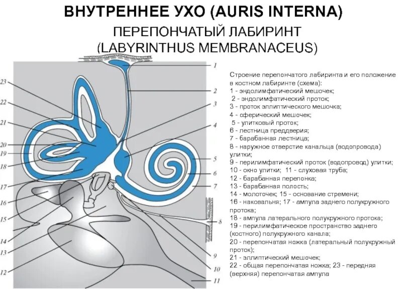 Костный и перепончатый Лабиринт анатомия. Костный и перепончатый Лабиринт улитки. Внутреннее ухо костный Лабиринт перепончатый Лабиринт. Перепончатый Лабиринт улитки внутреннего уха. Улитка лабиринта внутреннего уха
