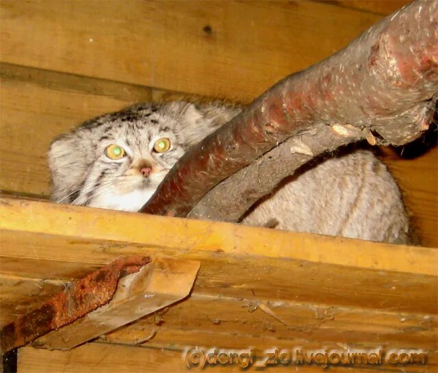 Живой оттуда. Человек выбрался из пасти кита. Откуда деньги оттуда бриллиантовая рука. Никто не уйдёт живым фильм 2021. Загадка был белый дом чудесный дом но что-то застучало в нем.