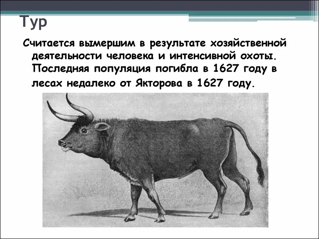 вымершие подвиды тигров. вымерший вид тигра. старые вымершие животные. животные красной книги вымирающие виды. считается вымершим.