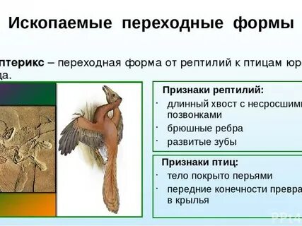 Черты сходства археоптерикса с птицами