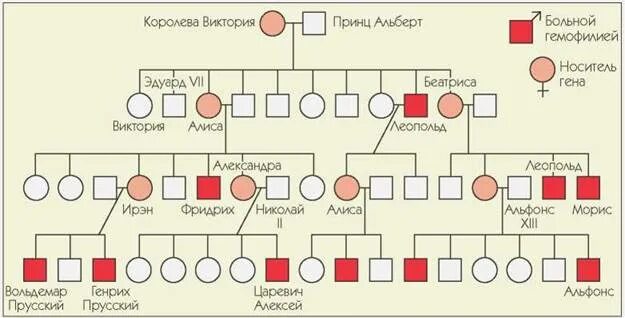 Генеалогическое Древо королевы Виктории гемофилия. Родословная семьи Романовых генеалогическое Древо гемофилия. Генеалогическое Древо царской семьи гемофилия. Генеалогическое Древо семьи Романовых гомофилия. Гемофилия виктории