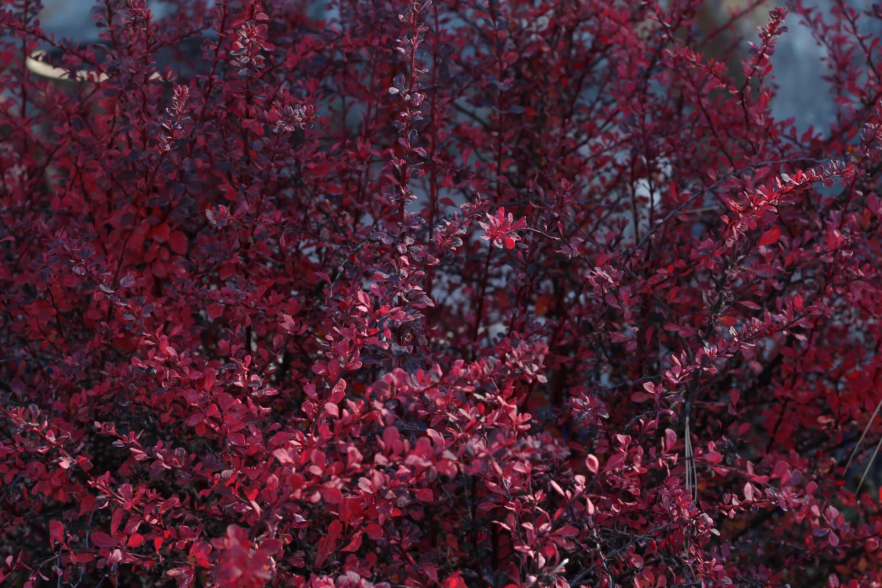 Кустарник красного цвета название. Дерен с бордовыми листьями. Барбарис оттавский Суперба. Барбарис краснолистный растение. Барбарис Тунберга Red Pillar.