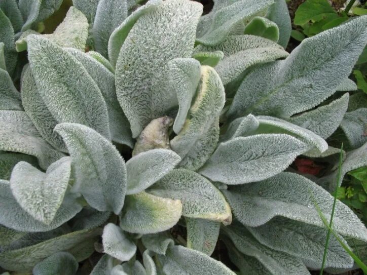 Стахис шерстистый silver carpet. Опушенные листья. Стахис шерстистый сильвер карпет. Стахис сильвер карпет. Мохнатый лист.