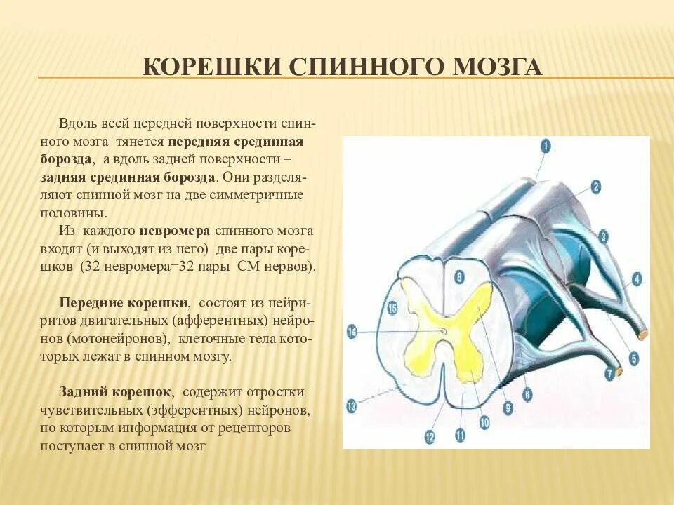 Двигательный передние рога спинного мозга. Передние и задние корешки спинного мозга. Состав задних Корешков спинного мозга. Передние и задние корешки спинного мозга образованы. Задние корешки спинного мозга образованы.