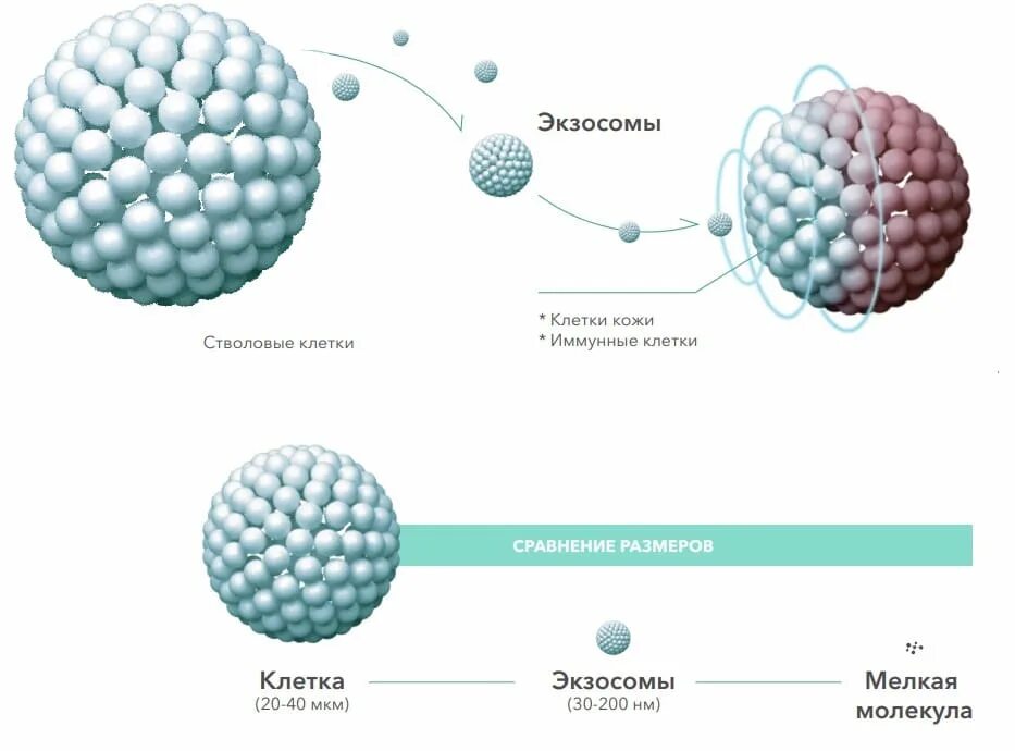 Экзосомы что это в косметологии