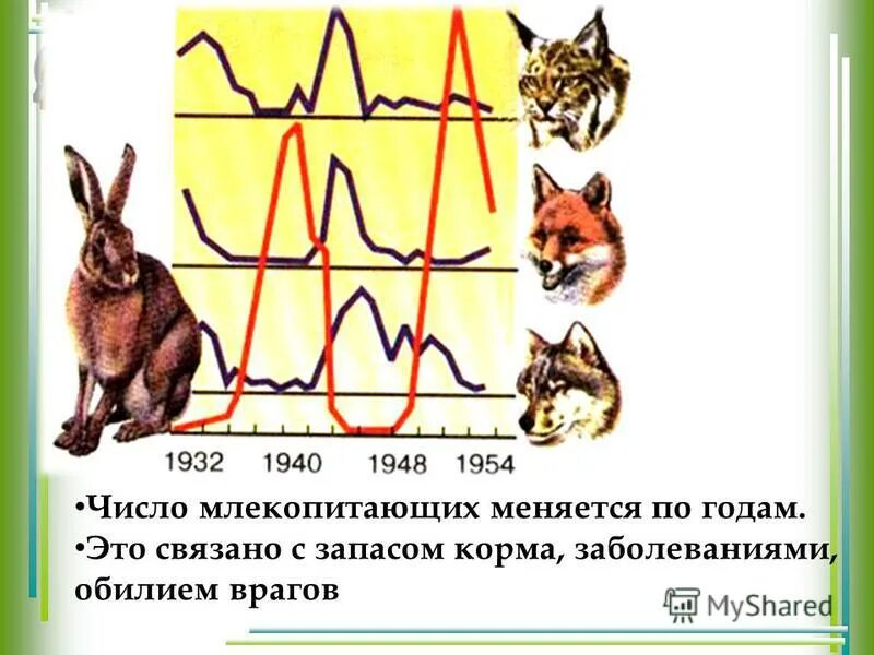 Плацентарные млекопитающие таблица 8 класс. Количество позвонков у млекопитающих разных видов. Изменение численности млекопитающих. Изменение численности млекопитающих 7 класс. Восстановление численности млекопитающих.