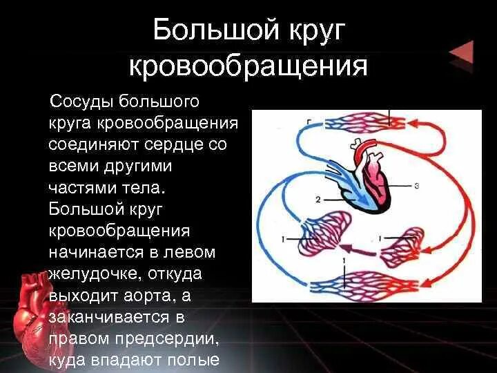 Сосуды большого круга кровообращения. Большой круг кровообращения начинается. Артерии большого круга кровообращения схема. Сосуды большого круга кровообращения артерии.