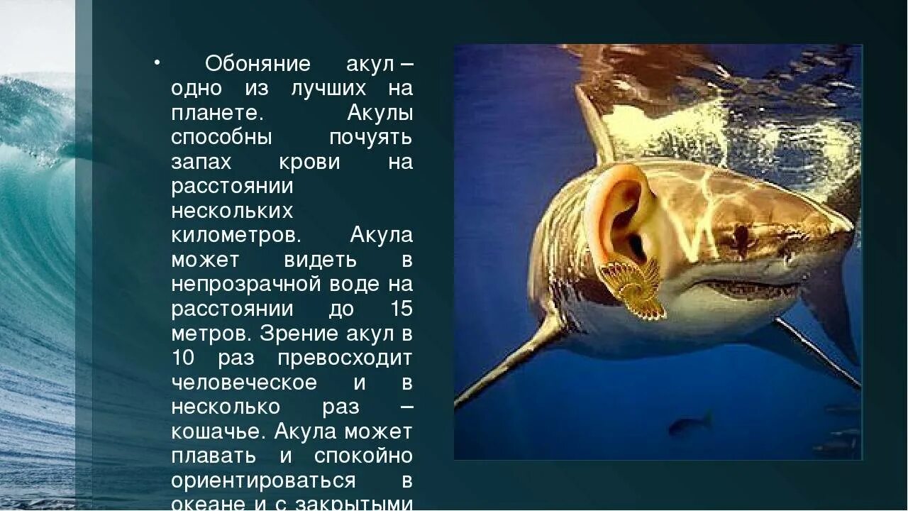 Акула не враг а средство передвижения. Интересные факты о яхудах. факты о акулах. удивительные факты о акулах. белая акула интересные факты.
