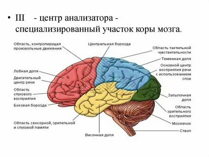 Сколько гигабайт в мозге человека