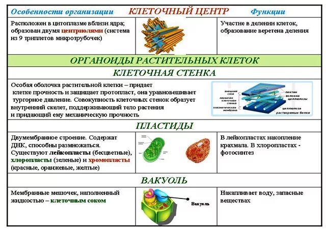 Функции составляющих клетки. Функционирование компонентов клетки. Функции компонентов клетки. Компоненты клетки и их функции. Компоненты растительной клетки и их функции.