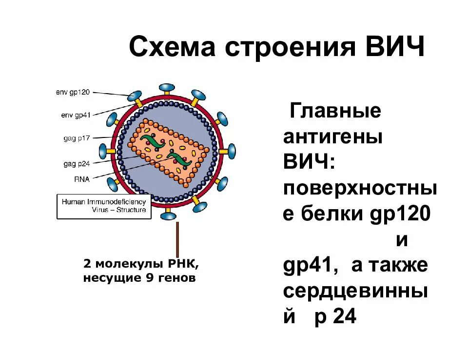 Вирус спида название. Схема строения вируса иммунодефицита человека. Антигенная структура вируса иммунодефицита человека. Антигенная структура ВИЧ. Строение ВИЧ вируса схема.