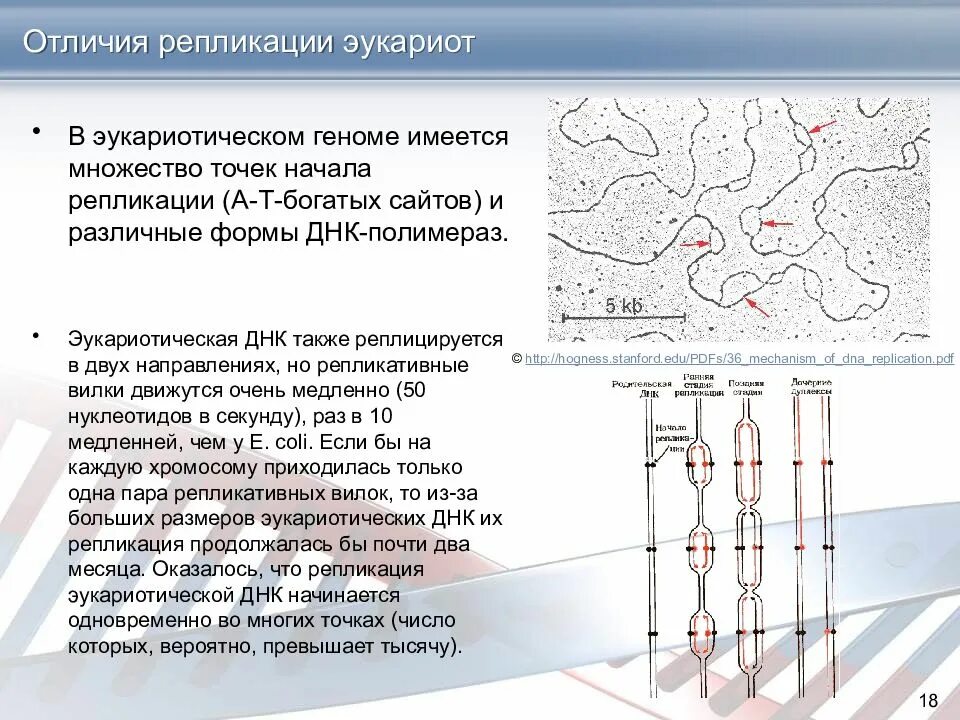 Начала репликации. Репликация эукариотических днк. процесс репликации у эукариот. репликация днк у эукариот. особенности репликации у прокариот и эукариот.