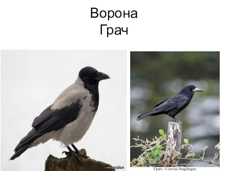 Чем отличается галка от вороны. Грач и ворон отличия. ворон ворона грач галка отличия. ворона галка грач. ворон ворона грач.