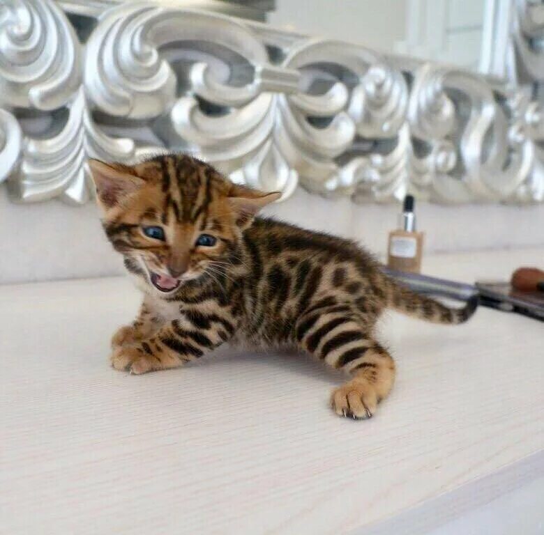 Бенгальские котята - купить в Москве, цена 15 000 руб., продано 27 октября 2018 