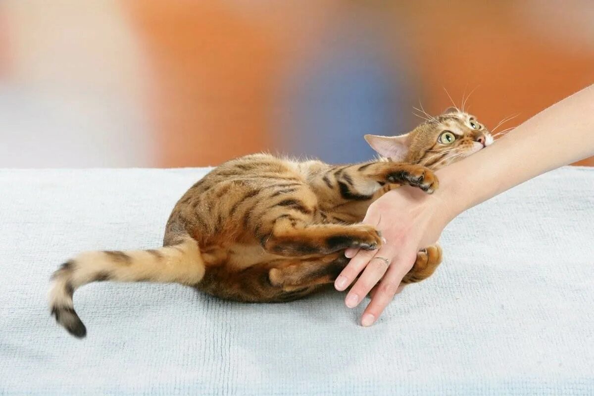 Рыжий бенгал. Кот вцепился в руку. Кошка царапается. Кошка на руках. Что делать если кошка сильно