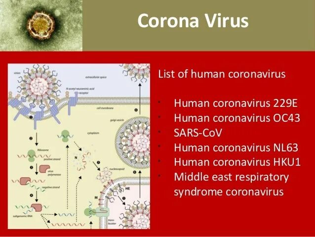 Коронавирус. Коронавирус строение. 229e коронавирус.