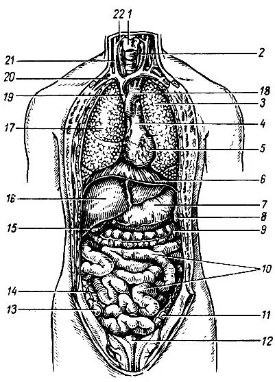 Анатомия человека расположение органов. Анатомия брюшной полости сзади. Внутренние органы человека спереди. Строение органов спереди. Расположение внутренних органов у человека в картинках спереди.