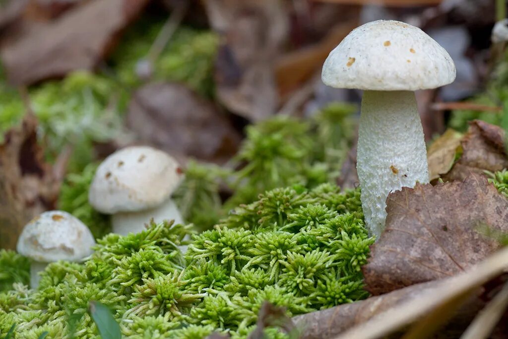 Подберезовик группа грибов. Подберезовик болотный Leccinum holopus. Подберезовик болотный ( Léccinum hólopus). Белый болотный подберезовик. Подберёзовик болотный съедобный.