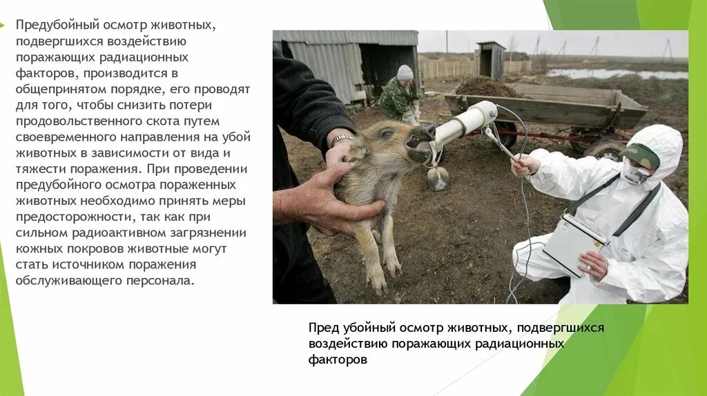 Осмотр убойных животных. Предубойного осмотра животных. предубойный осмотр скота. порядок предубойный осмотр животных. проведение предубойного осмотра и термометрии животных.