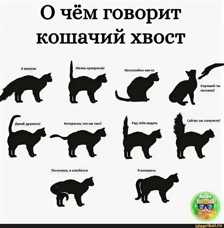 Как выглядит хвост кота Стали хвост