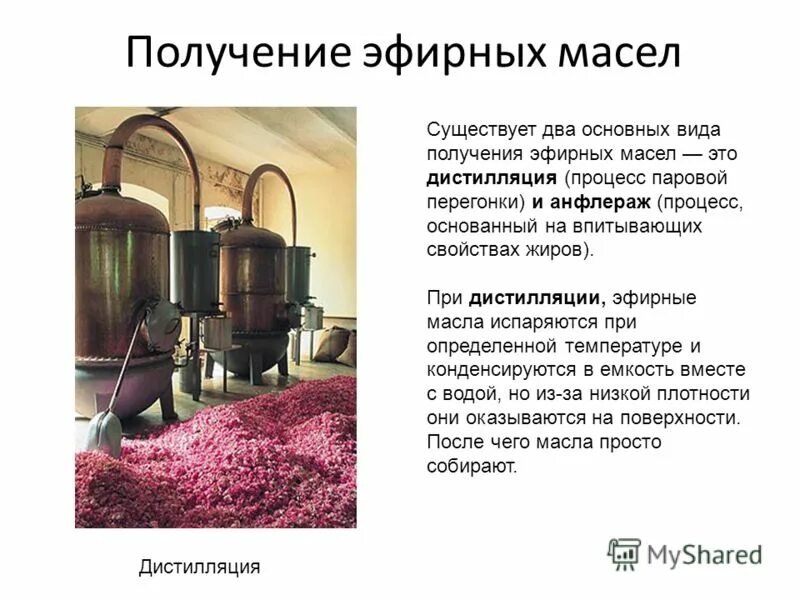 лавандовое масло. эфирное масло приготовление. масло cannabis эфирное арома. аппарат для перегонки пихтового масла. душистые вещества для духов.