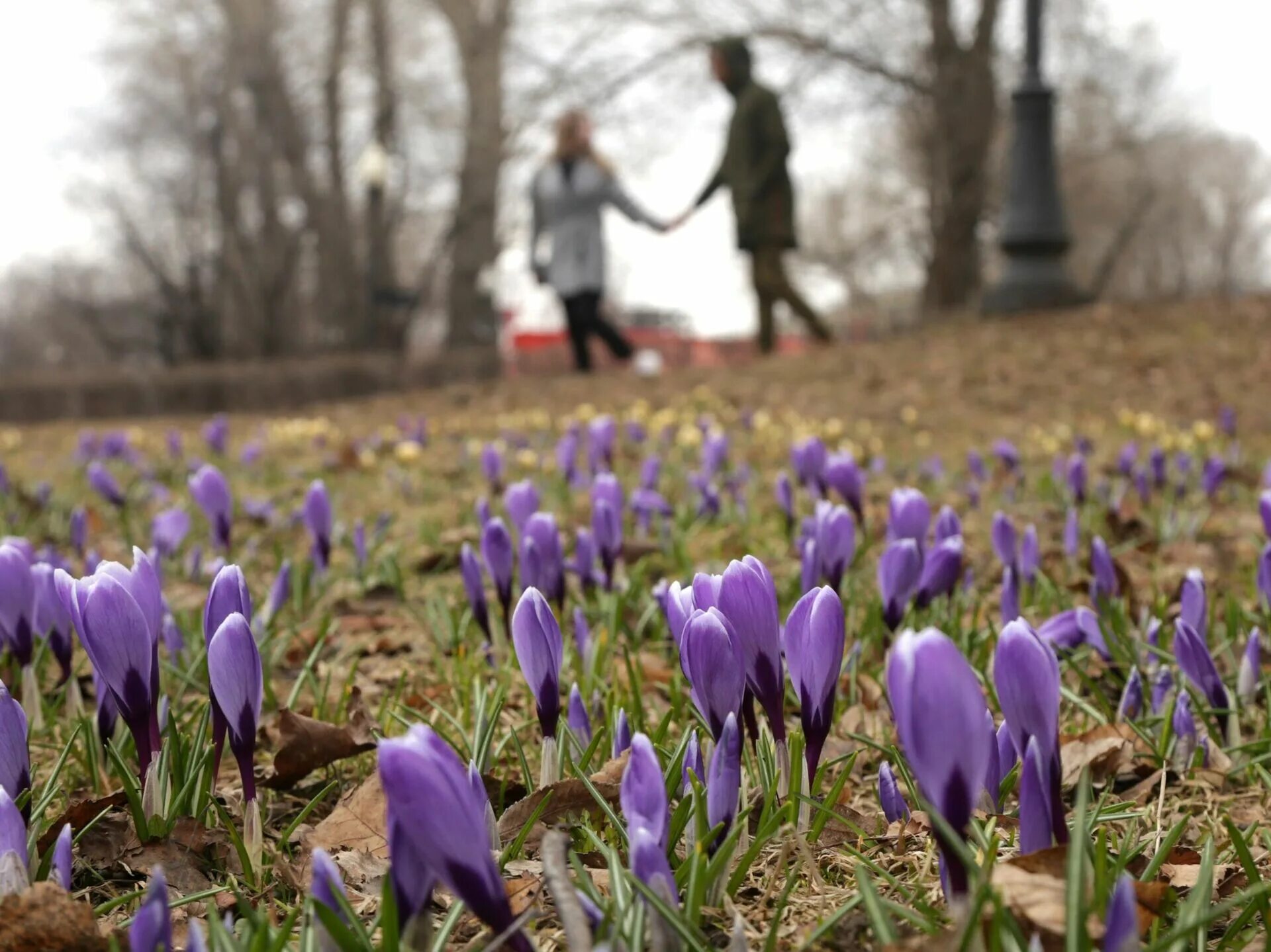 14 апреля в россии. Парки Москвы весной. Природа весной в Москве. Москва весной.