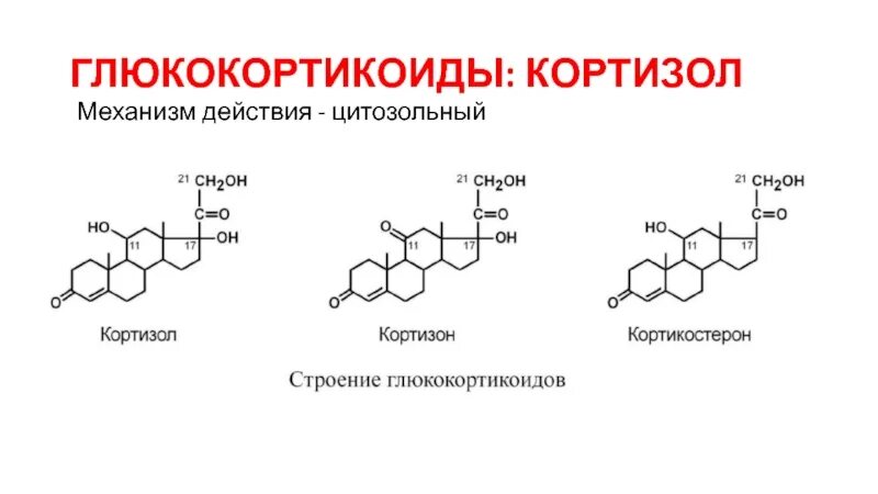 Глюкокортикоиды какие гормоны. Глюкокортикоиды функции. Глюкокортикоиды выполняют функцию. Глюкокортикоиды влияние на обмен веществ. Глюкокортикоиды действие гормона.