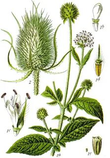 Karde