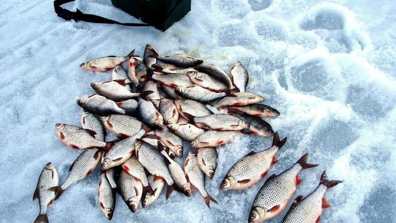 Зимняя рыбалка на хариуса. Окунь зимой. Плотва в марте. Зимняя рыбалка. Рыбалка в марте.