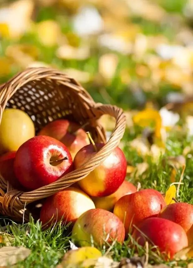 Осенью с яблони собрали яблоки желтые зеленые. Яблочный спас. Вкусное яблоко. Яблочный спас фото. Яблочный спас фотосессия.
