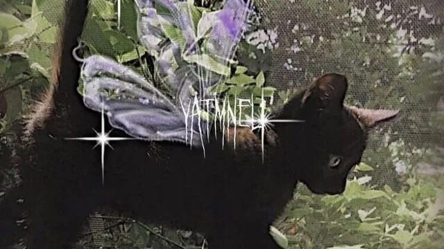 У меня живет культурный кот speed up. Fairy Cat aesthetic. Fairy animals aesthetic Cat. Fairy animals aesthetic енот. Fairy animals aesthetic.