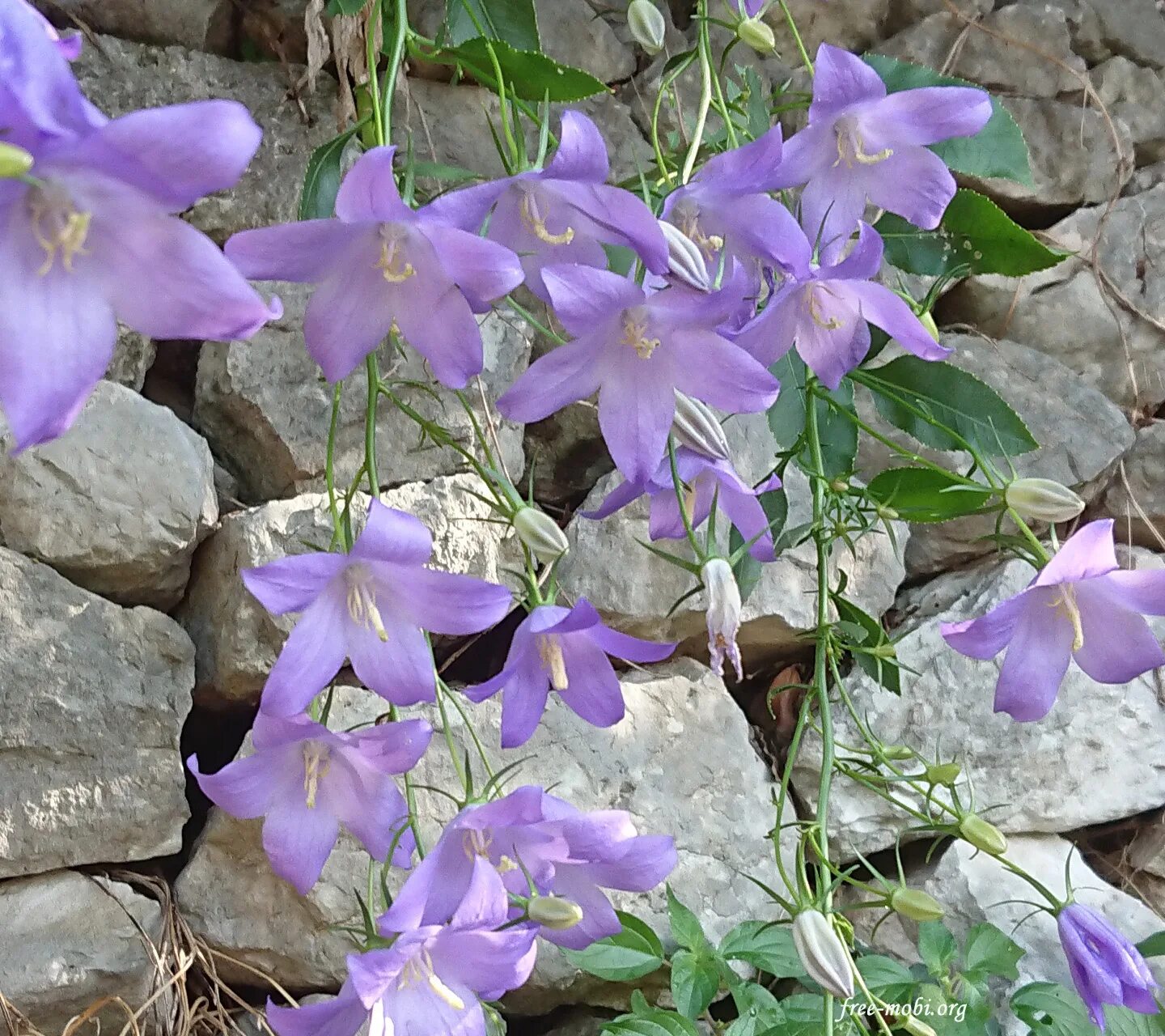 Колокольчик рапунцелевидный Кэмбелл Блю. Колокольчик Комарова (Campanula komarovii). Колокольчик Безенгийский. Колокольчик Campanula Collina.