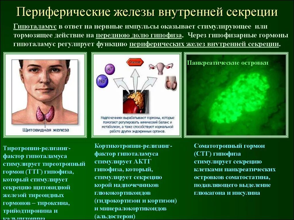 Гормон роста и гормоны щитовидной. Что такое гиперфункция железы внутренней секреции. Периферическая железа гормоны. Периферические железы и их гормоны. Периферических эндокринных желез.