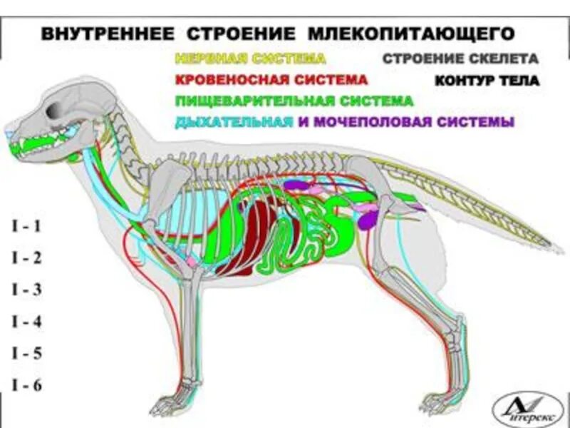 Внутреннее строение млекопитающих конспект. Внутреннее строение млекопитающих 7 класс биология. Внутреннее строение млекопитающих 7 класс. Строение млекопитающих 7 класс биология. Пищеварительная система млекопитающих схема.