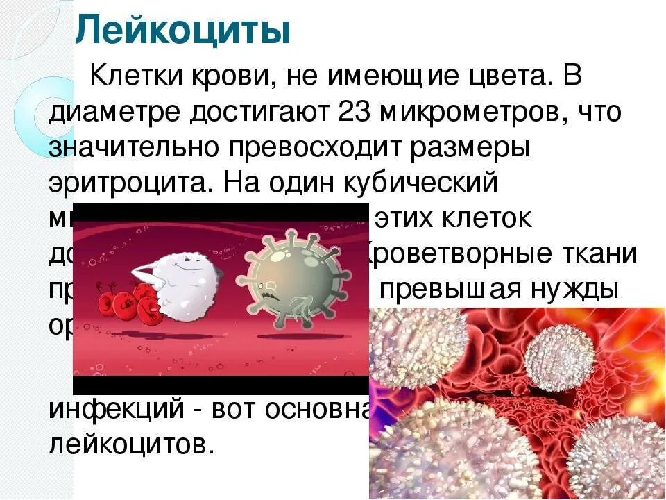 Почему мала лейкоцитов. Лейкоциты в крови. Повышение и понижение лейкоцитов в крови. Кол-во лейкоцитов в крови человека. Лептоциды в крови.