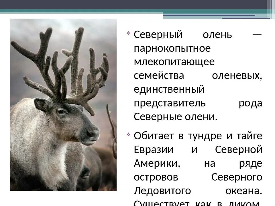 Признаки оленя. Доклад про оленя. северный олень описание. северный олень доклад. олень для презентации.