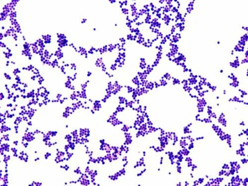 Staphylococcus pseudintermedius