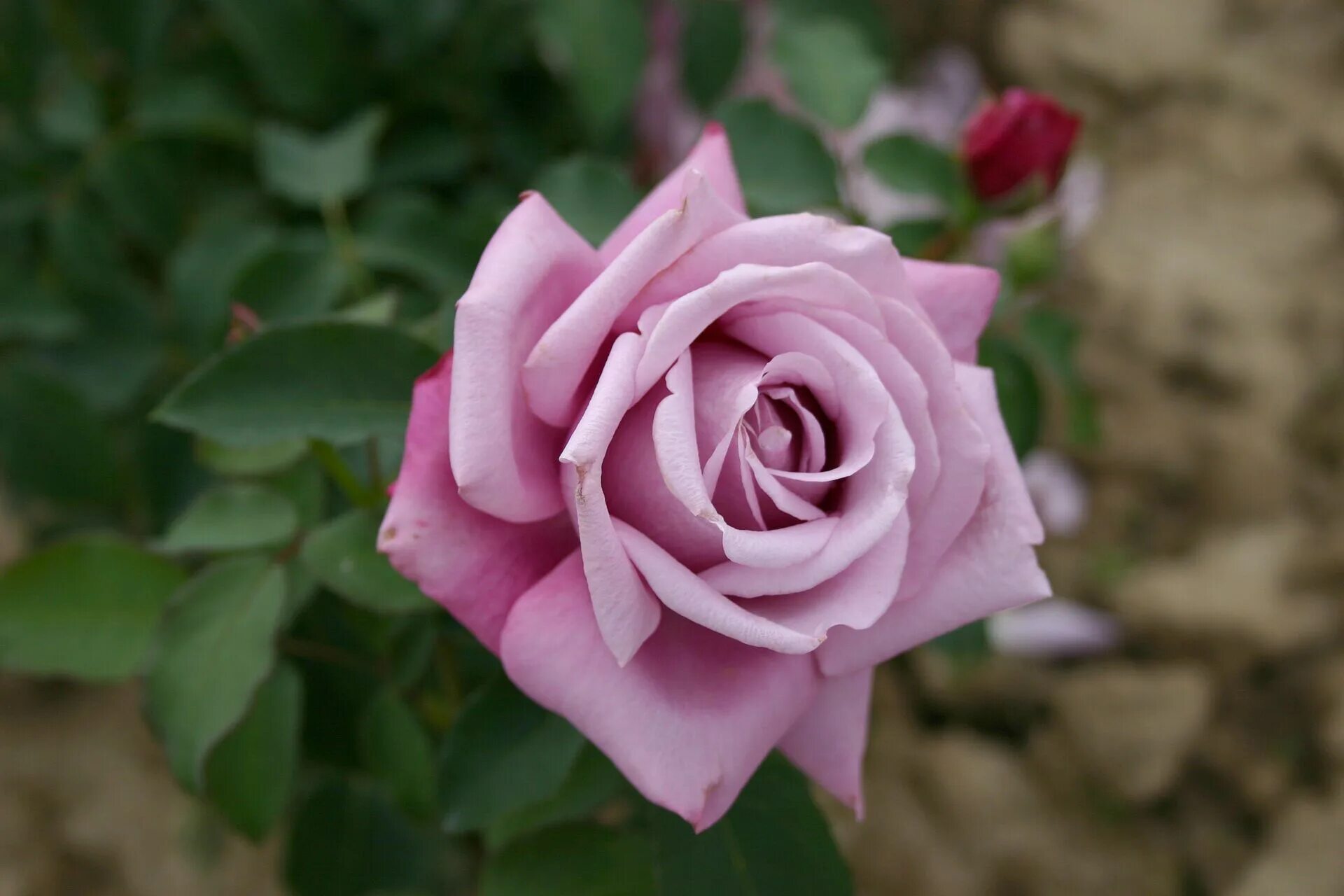 Rose Charles de Gaulle en 2024 Jardines, Rosas