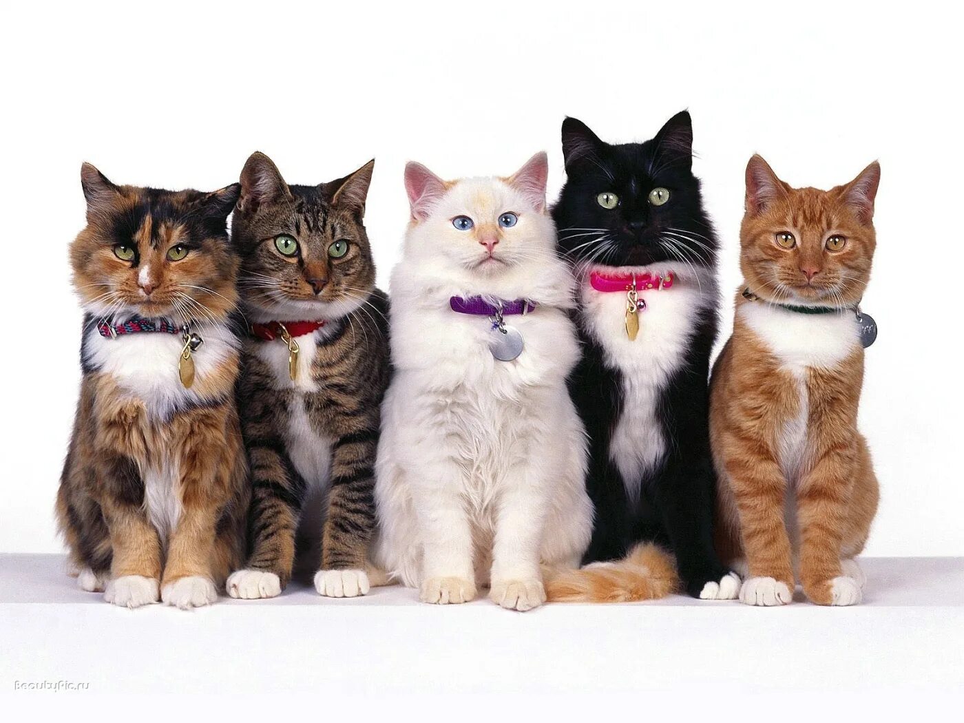 Котики разных видов. Пять кошек. котики разных пород. разные кошки. несколько кошек.
