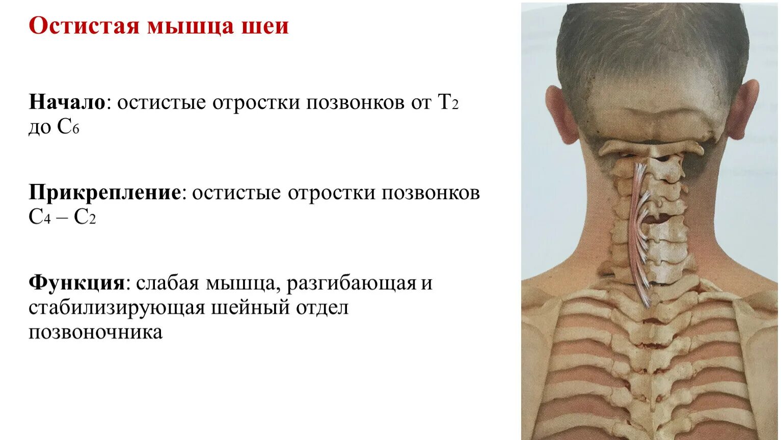 Функции шейного отдела. С7 позвонок анатомия. Перелом остистого отростка 7 позвонка. Смещены позвонки шейного отдела с2,с3,с4. Остистая мышца головы.