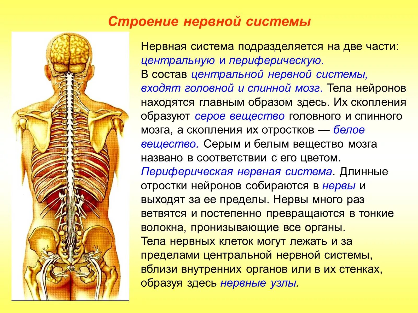 Что является центром нервной системы. Нервная система. Строение нервной системы человека. Нервная система анатомия. Центральная нервная система.