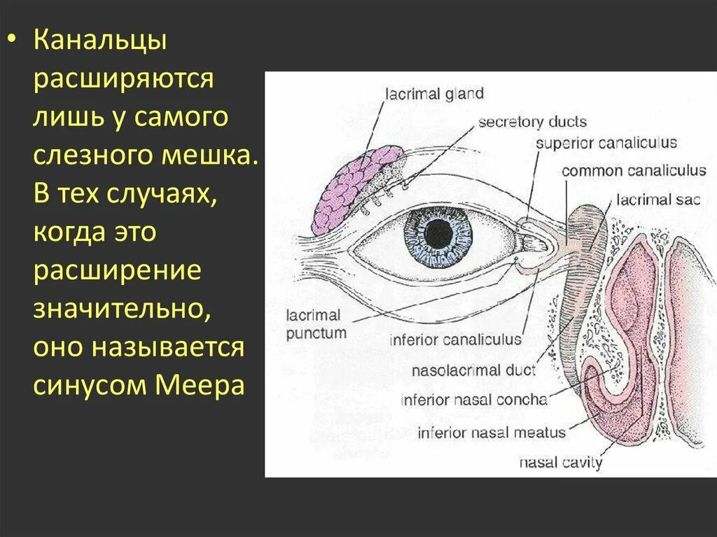 Носослезный канал открывается. Слезный мешок топография. Слезный мешочек анатомия. Слезная железа анатомия топография. Слезная железа и слезный мешок.