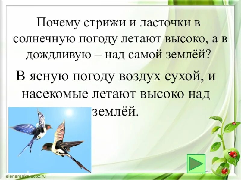 Стриж и Ласточка. Ласточки и Стрижи летают высоко. Ласточки и Стрижи летают над самой землей;. Почему ласточки летают высоко. Отчего стрижи стали беспокоиться